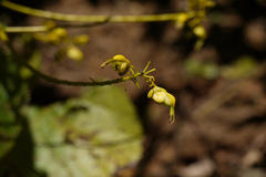 Caesalpinia cucullata